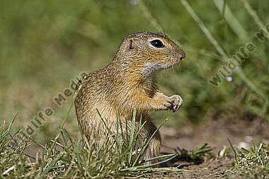 Ziesel
