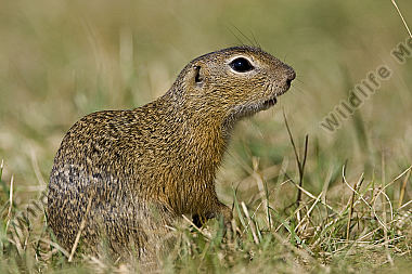 Ziesel