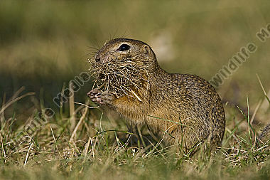 Ziesel