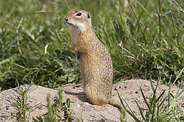 Ziesel