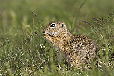 Ziesel