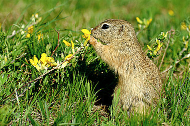 Ziesel