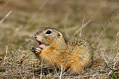 Ziesel