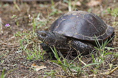 Europäische Sumpfschildkröte