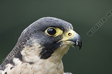 Wanderfalke
