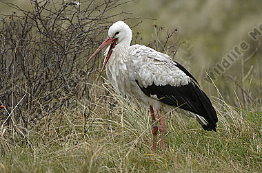 Weißstorch