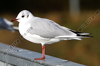 Lachmöwe
