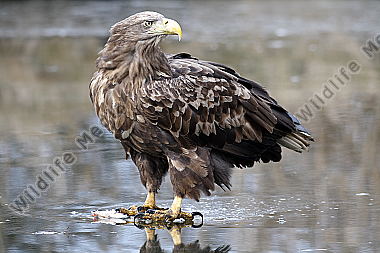 Seeadler mit Fisch
