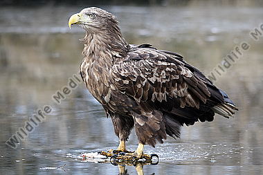 Seeadler mit Fisch