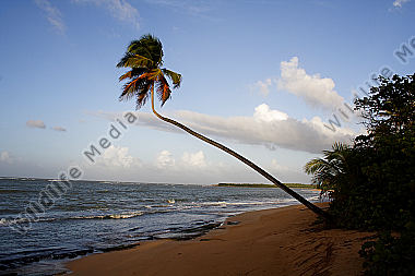 Sandstrand mit Palmen