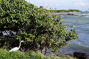 Mangrovenwald