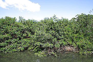 Mangrovenwald