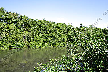 Mangrovenwald