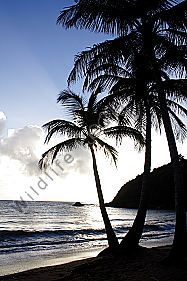 Sandstrand mit Palmen