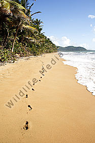 Sandstrand mit Palmen