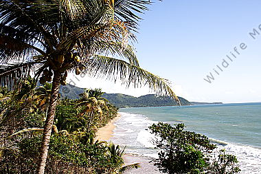 Sandstrand mit Palmen