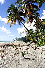 Sandstrand mit Palmen