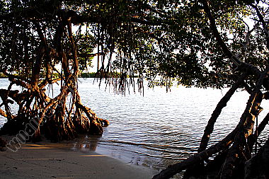 Mangrovenwald