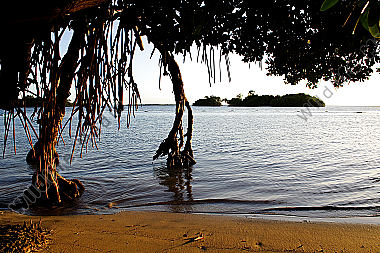 Mangrovenwald