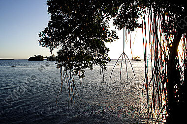 Mangrovenwald