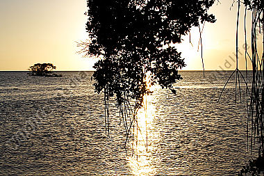 Mangrovenwald