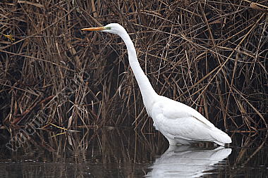 Silberreiher