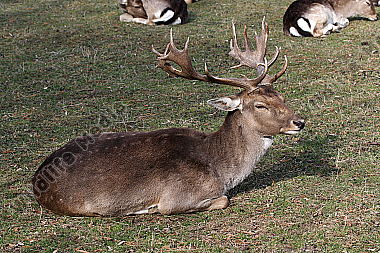 Damhirsch