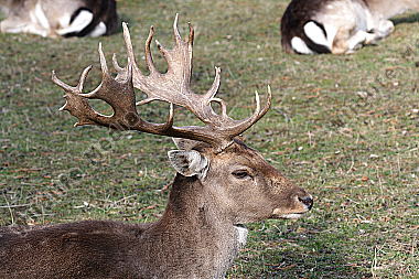 Damhirsch