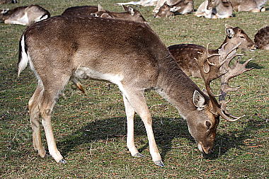 Damhirsch