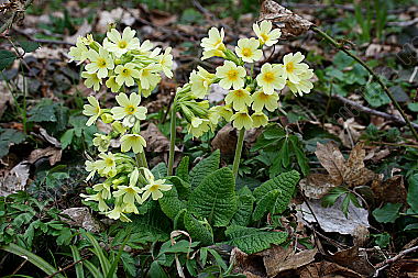 Gewöhnliche Schlüsselblume