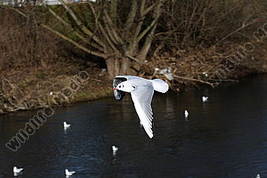 Lachmöwe im Flug