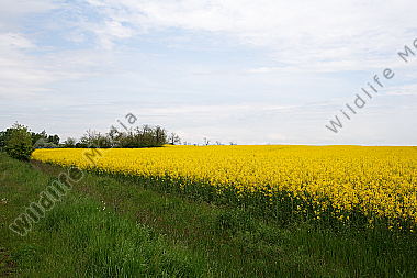 Rapsfeld