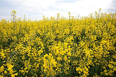 Rapsfeld