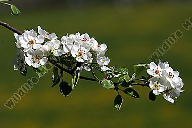 Birnbaumblüte