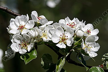 Birnbaumblüte