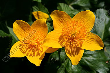 Sumpfdotterblume