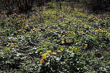 Sumpfdotterblume
