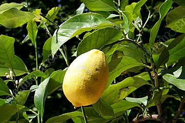 Zitronenbaum