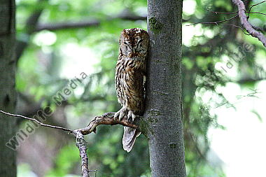 Waldkauz schlafend