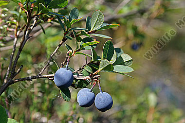 Rauschbeere