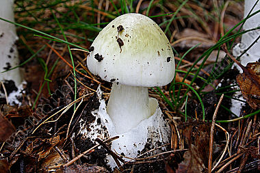 Grüner Knollenblätterpilz