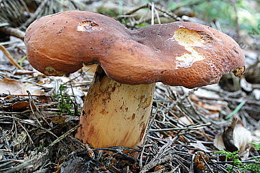 Milchbrätling