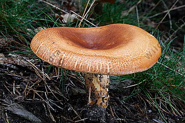 Milchbrätling