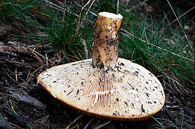 Milchbrätling