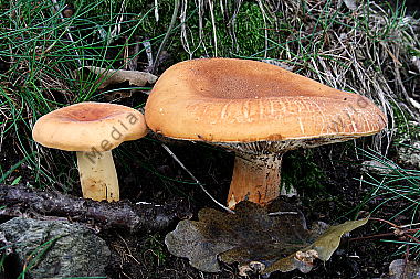 Milchbrätling