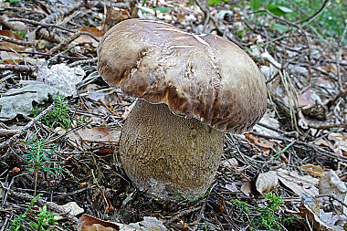 Kiefernsteinpilz