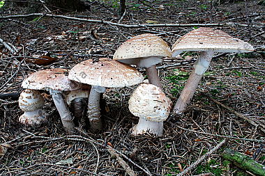 Perlpilz