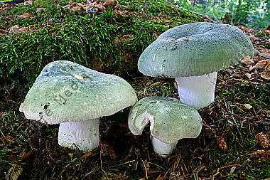 Grasgrüner Birkentäubling