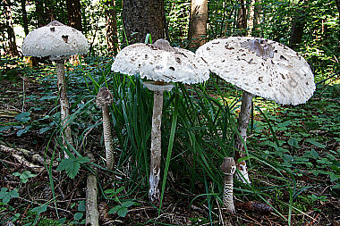 Riesenschirmling