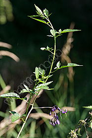 Bittersüßer Nachtschatten Blüte
